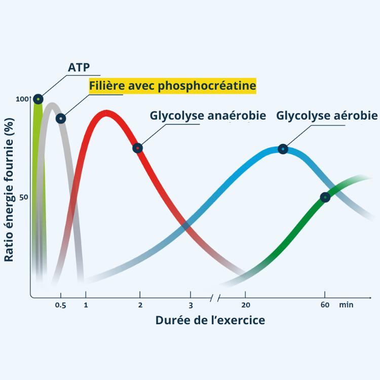 Role cle de la phosphocreatine dans le metabolisme energetique